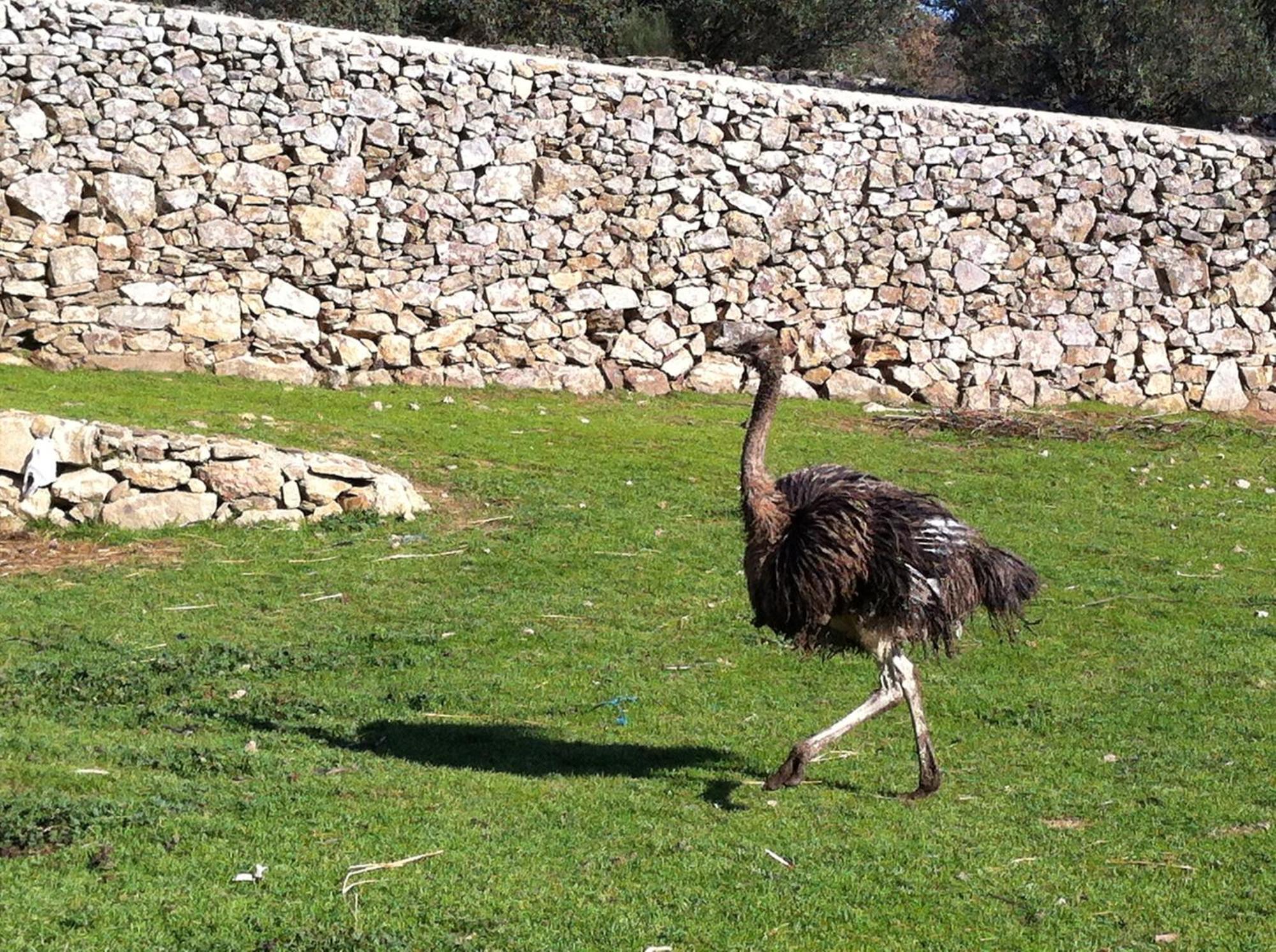 Quinta Das Pias - Holiday Farm Pinhel Zewnętrze zdjęcie