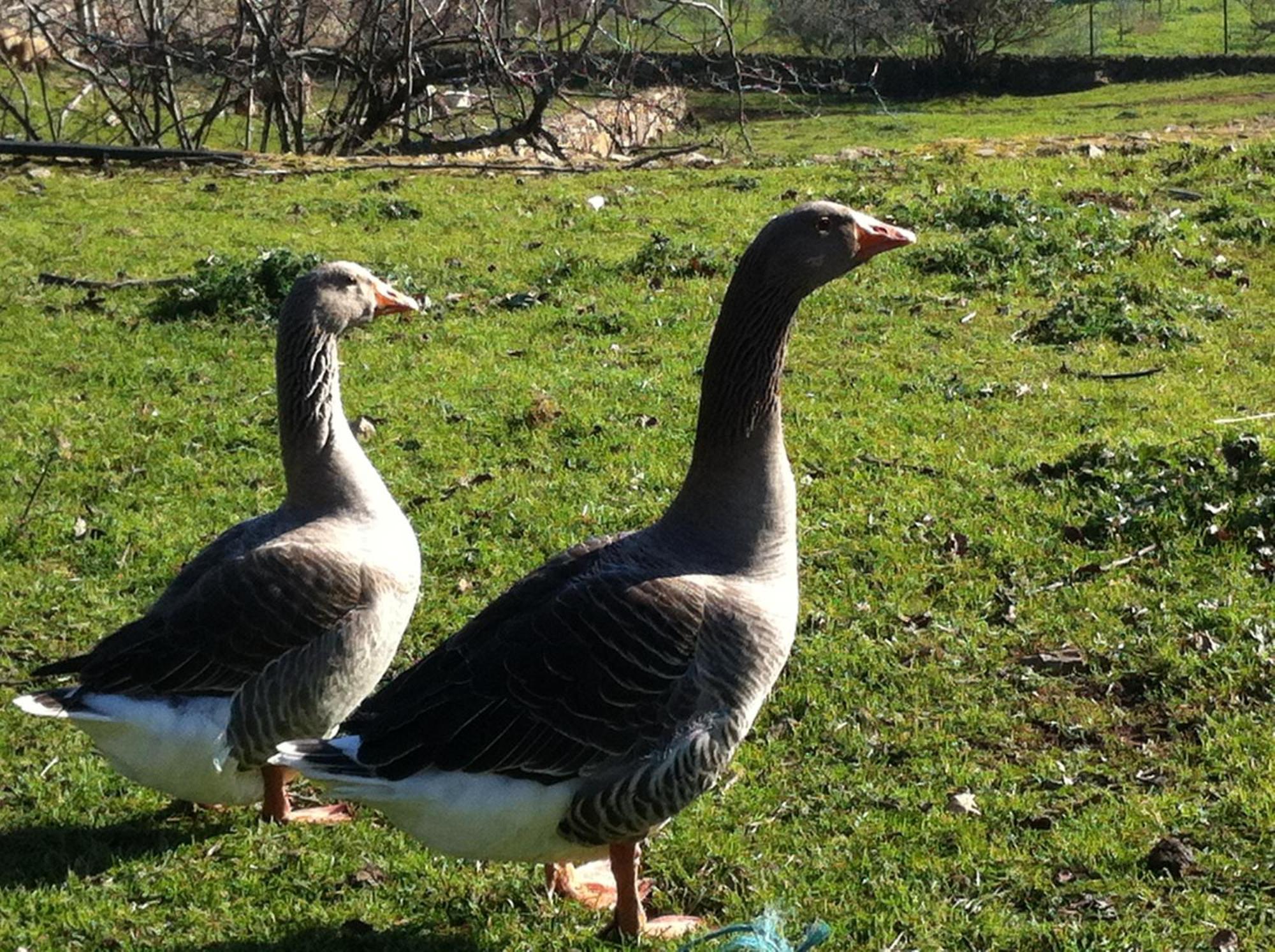 Quinta Das Pias - Holiday Farm Pinhel Zewnętrze zdjęcie